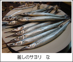 サヨリな